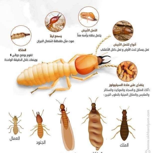 شركة مكافحه النمل الابيض. بالرياض